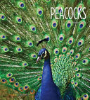 Peacocks cover