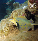 Rays cover