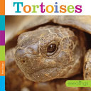 Tortoises (Seedlings) cover