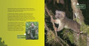 The Search for Olinguito: Discovering a New Species cover