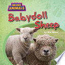 Babydoll Sheep cover