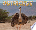 Ostriches cover