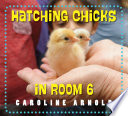 Hatching Chicks in Room 6 cover