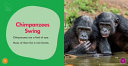 It's a Chimpanzee! cover