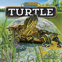 Turtle cover