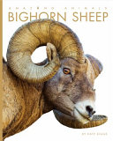 Bighorn Sheep cover