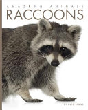 Raccoons cover