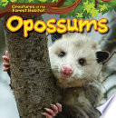 Opossums cover