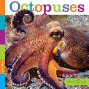 Octopuses (Seedlings) cover