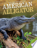 American Alligator cover