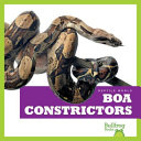 Boa Constrictors cover