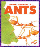Ants (Jump!) cover