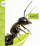 Ants cover