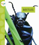 Beetles cover
