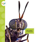 Flies cover