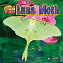 Luna Moth cover