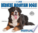 I Like Bernese Mountain Dogs! cover