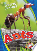 Ants cover