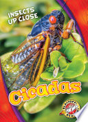 Cicadas cover