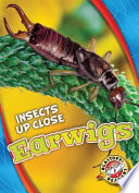 Earwigs cover