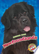 Newfoundlands cover