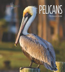Pelicans cover