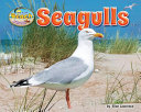 Seagulls cover