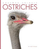 Ostriches cover
