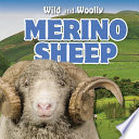 Merino Sheep cover