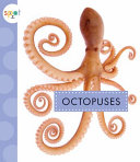 Octopuses cover