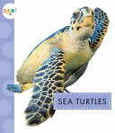 Sea Turtles cover