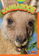 Kangaroos cover