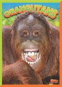 Orangutans cover