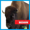 Bison cover