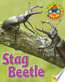 Stag Beetle cover
