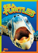 Sea Turtles cover