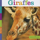 Giraffes cover