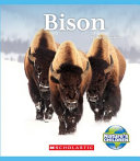 Bison cover