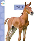 Foals cover