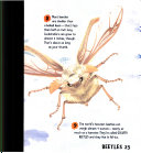 Wings, Stings and Wriggly Things cover