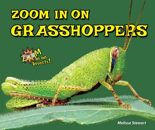 Zoom In! cover