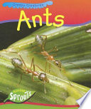 Ants cover