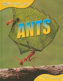 Ants cover