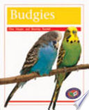 Budgies cover