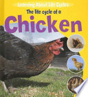 Chicken cover