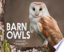 Barn Owls cover