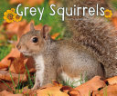 Grey Squirrels cover