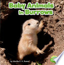 Baby Animals in Burrows cover