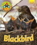 Blackbird cover