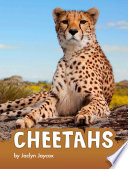 Cheetahs cover